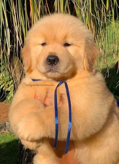 Golden retriever puppies 03305406115