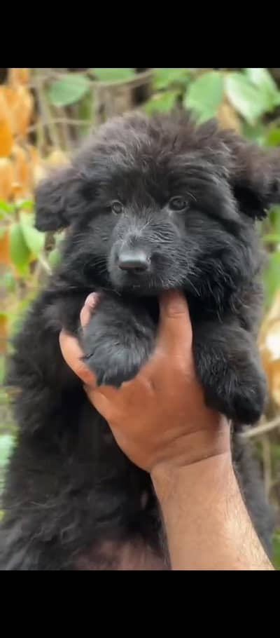 Top Qaulity Long Hair pair Pup German shepherd