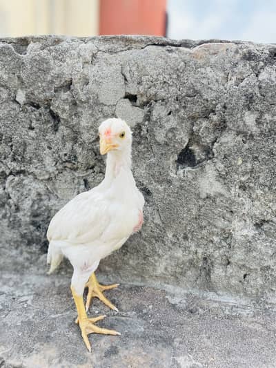 Paper hite male chick 2 months