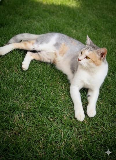 Beautiful Female Cat for Sale – Healthy & Friendly
