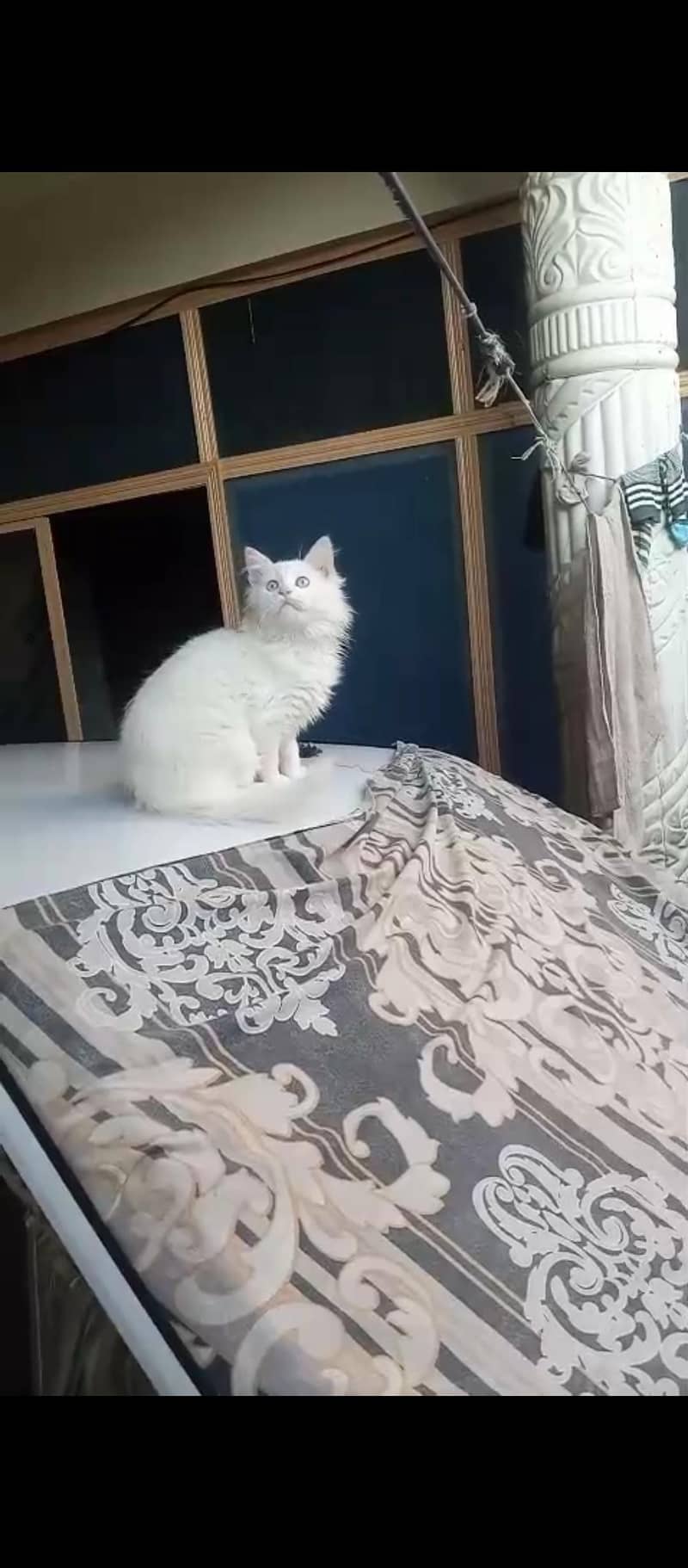 Persian Cat Triple Code 0