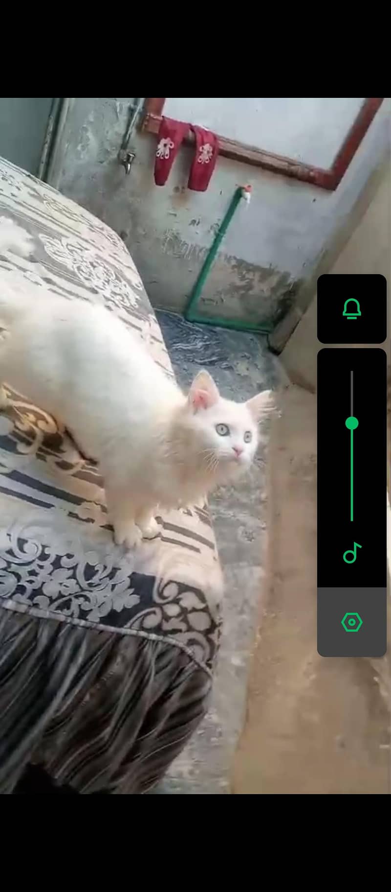 Persian Cat Triple Code 1