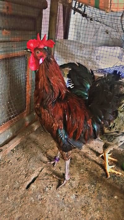 Pure Desi 2 Adult Murgay & 4 Murgiya Roz Andy deti ha Ghr ki pali hue