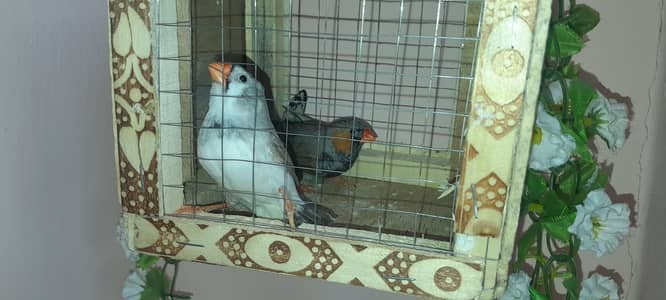 quality mutations available with good size females