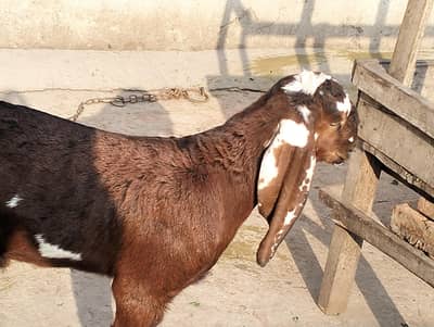 Nagra Male age 3 mah