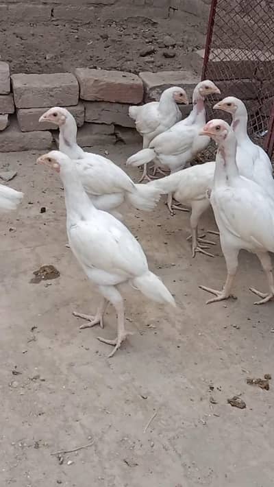 paper white Hira aseel boht achi nasal k bachy ha