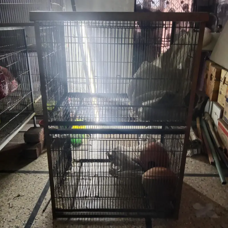 cage total angle and moti taar — photo 2