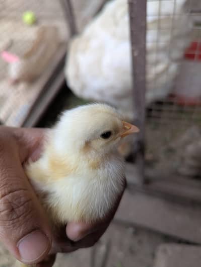 Golden Buff Chicks + Golden buff eggs | 03098286027