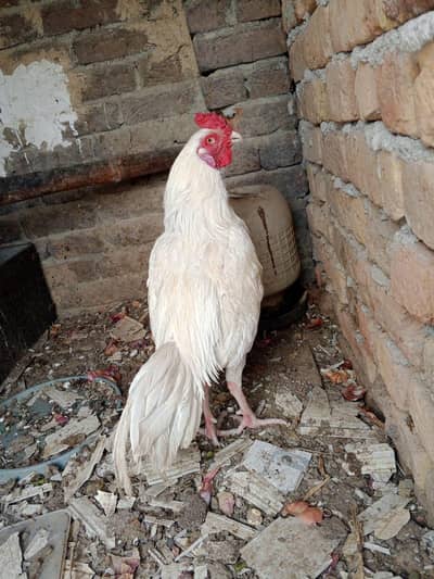 Aseel heera paper white