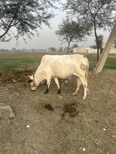 6 daant cow female for sale for qurbani