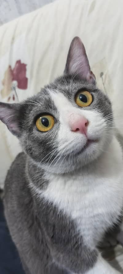 moggi cat healthy and living