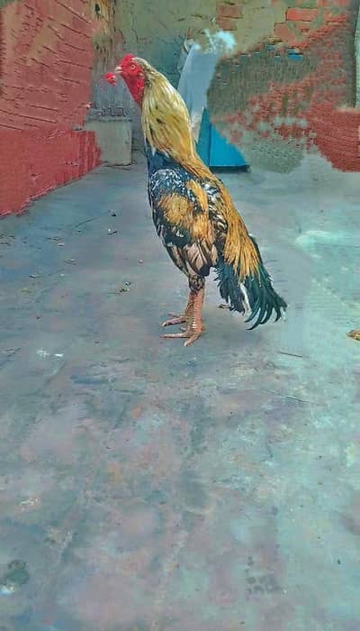 pur minawalai jawab for sale