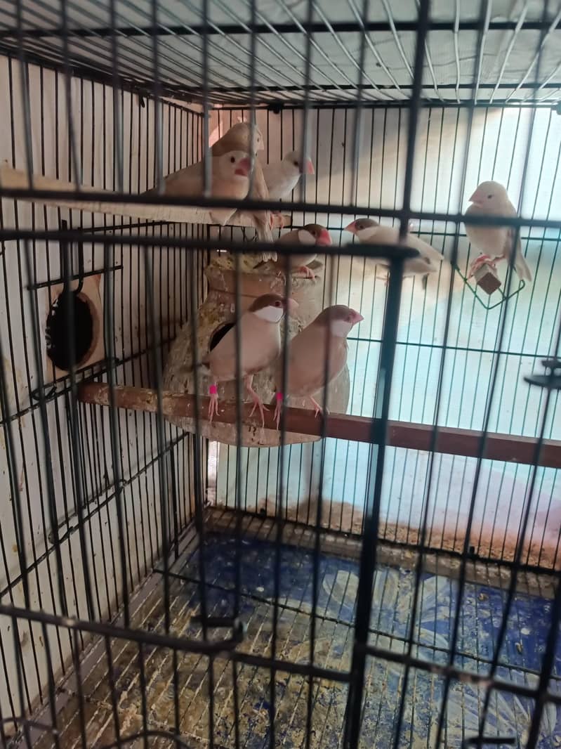 Fawn Java Dark Head 0