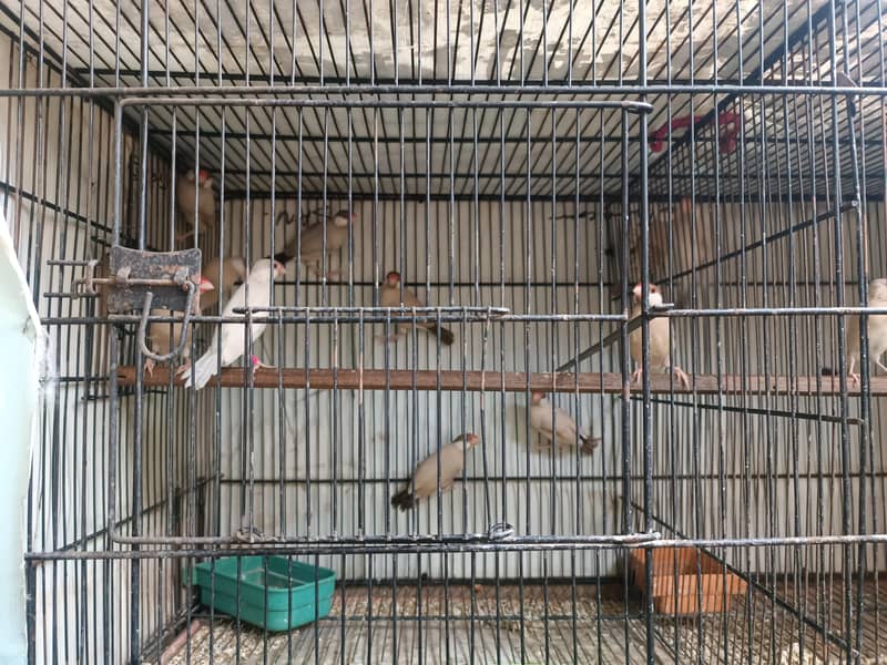 Fawn Java Dark Head 1