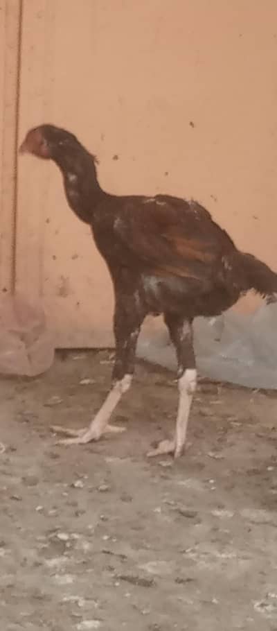 thai cross sindhi top quality 4 months ages