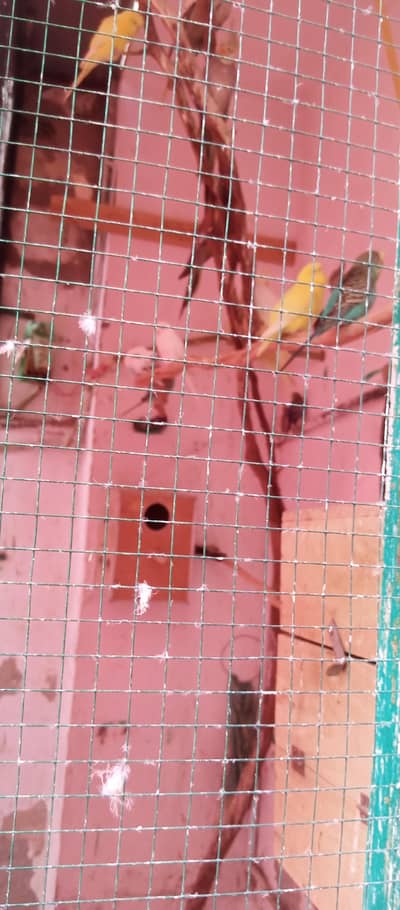cocktail and budgies pair Sara cage sale kr kr rha hn