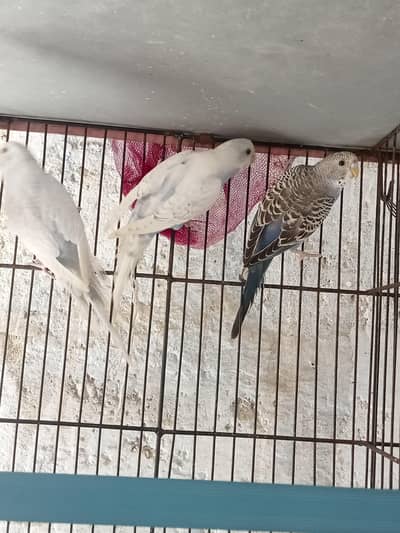 budgies and finches for sale
