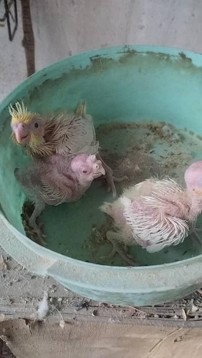 2 Cockatiel parrot chick available for handtame