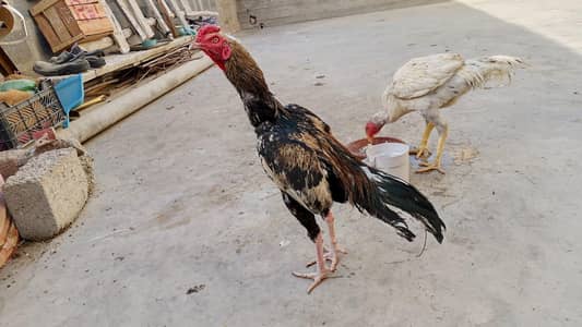 Jawa Mushka Aseel maiyawali