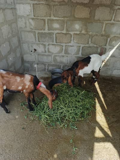 2 bakery Masha Allah full active