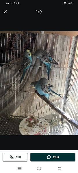 blue colour 3 male and 1 female available