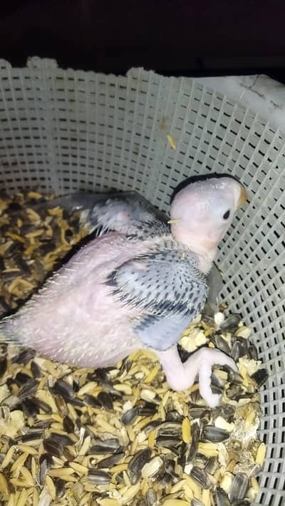 Active and healthy green parrot Chicks for sale