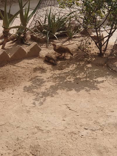 dakhi teter breeder pair for sale dakhi Irani cross male dakhi female