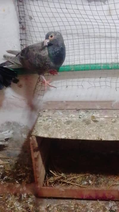 lakay ka breeder pair