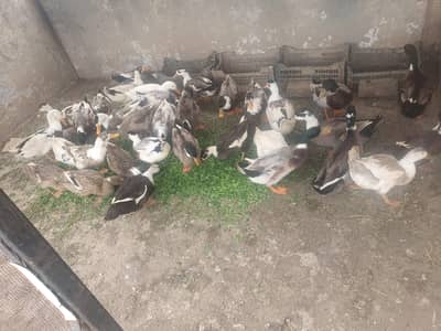 Pure Desi Ducks