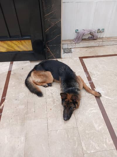 German Shepherd  pair