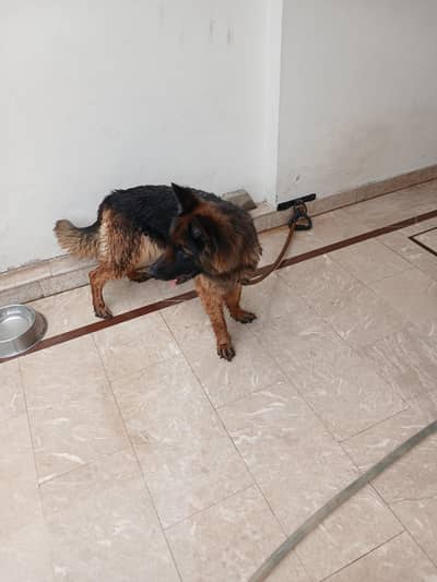 German Shepherd  female