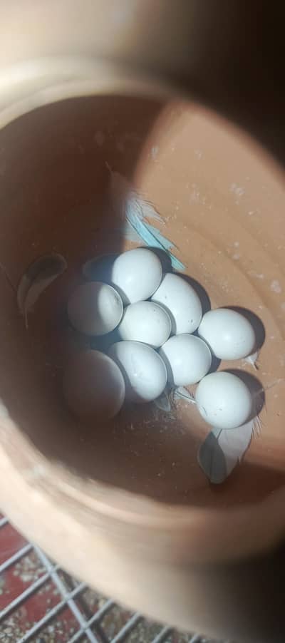 Budgies breader pairs With Chiks and eggs