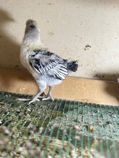 silver sebright chicks pure breed