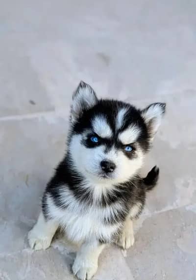 Husky puppies 03305406115