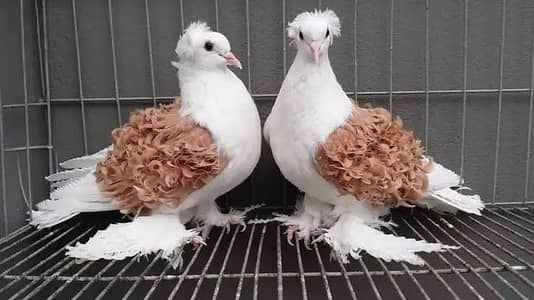 Any fancy pigeon
