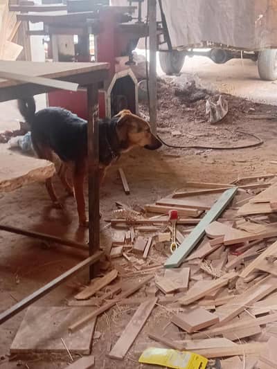 this dog age is 3 months and dog is female