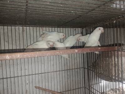 Albino Red Eye avilable