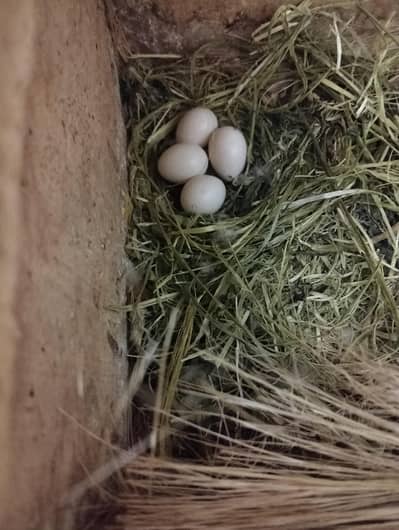 LOVEBIRDS BREEDER PAIRS WITH EGGS AND CHICKS.