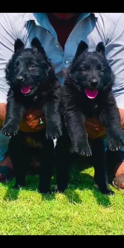 Sialkot Punjab Black German Shepherd male for sale