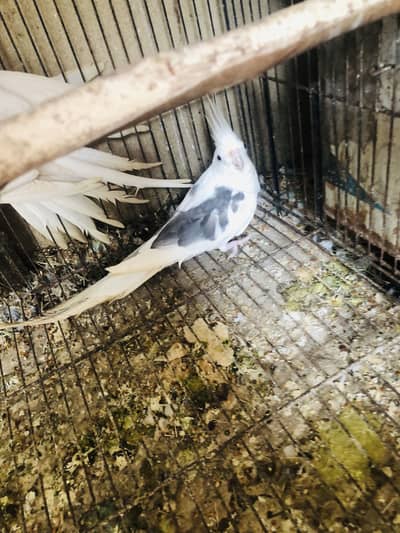 Enu paid male enu red eye female cocktails