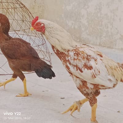 Aseel patha for sale