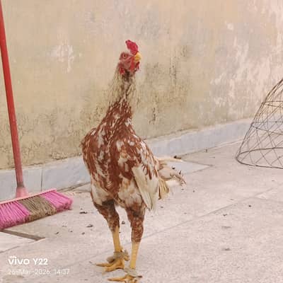 Aseel patha for sale