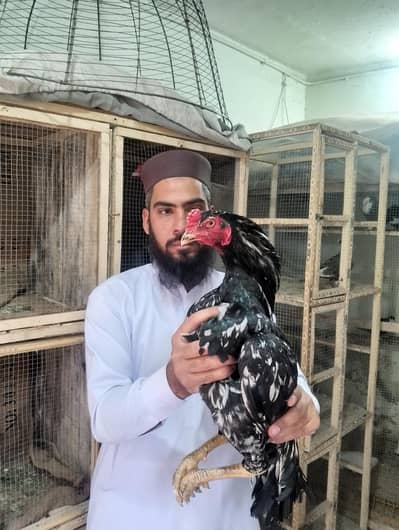 Aseel Murga 03352435417