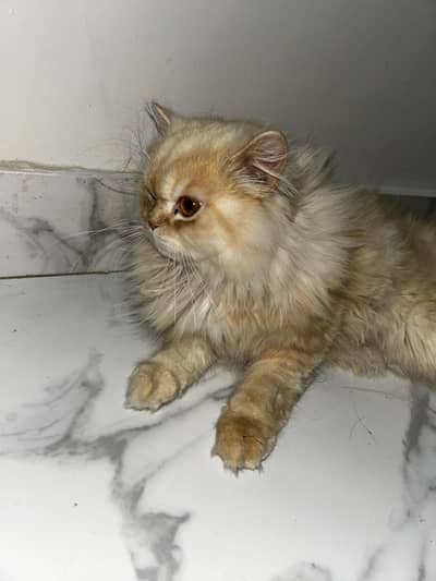 Pure Persian punch face cat for sale