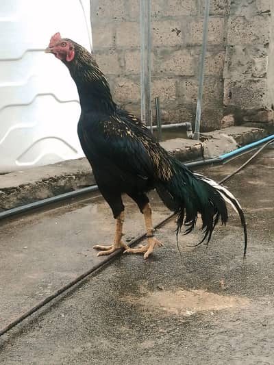 Aseel sawa jawa patha Fifhter blood