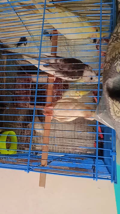 Cocktail parrot for sale