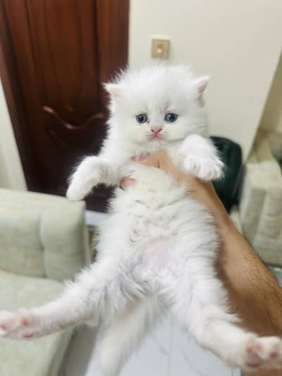 PUNCH FACE PERSIAN KITTENS.