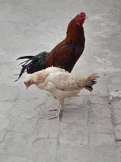 Aseel morga for sale