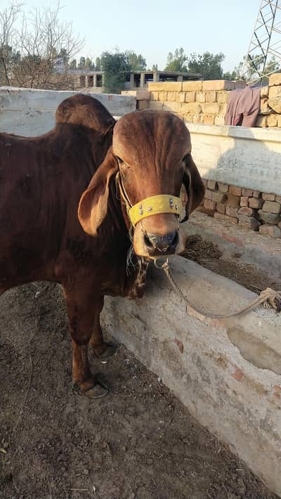 Brazilian Girr Bachra