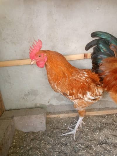 Rooster for sale